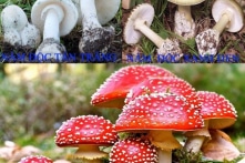 Lai Châu: Hai cháu nhỏ tử vong sau khi ăn nấm rừng, bà tự chôn ở lán nương