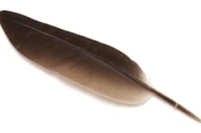 Chiếc lông chim của loài tuyệt chủng được bán với giá hơn 1 tỷ đồng