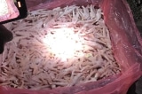 Quảng Ninh phát hiện gần 25 tấn chân gà đông lạnh không rõ nguồn gốc