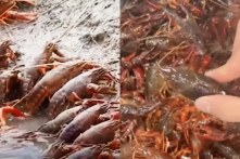 Sinh vật ngoại lai có nguồn gốc Trung Quốc bị cấm nhập vẫn bán tràn lan trên mạng