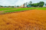 Vụ hơn 100 lít dầu bị tràn khiến lúa chết hàng loạt: 11 gia đình được bồi thường