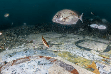 Bức tranh khảm La Mã cổ đại được phát hiện dưới đại dương