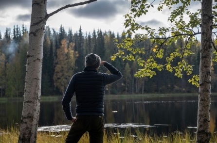 Cảnh tượng kỳ lạ ở Phần Lan: 1.350 cây thông “chết khó hiểu”