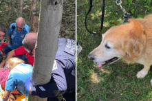 Cún cưng cứu chủ nhân rơi từ độ cao 6 mét, chấn thương nặng