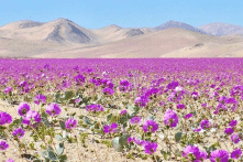 Sa mạc khô cằn vài năm lại nở hoa một lần