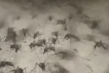 Cuba gian nan chống virus Oropouche lây lan