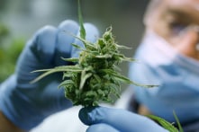 Dùng cần sa lâu dài làm tăng nguy cơ mắc bệnh tim và tử vong