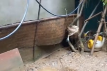 Cục An toàn thực phẩm: Tuyệt đối không ăn thịt gia súc, gia cầm chết do mưa lũ