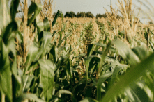 Giải cứu bé trai ba tuổi bị lạc trong cánh đồng ngô lúc nửa đêm