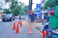 TP.HCM đã thay thế 2.765 cây xanh hư hại