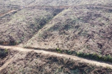 6 triệu tấn cây rừng gãy đổ dễ cháy sau bão có thể dẫn tới thảm họa môi trường