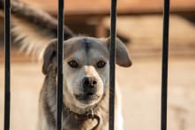 Tin thầy lang “cào dại”, bé trai 7 tuổi ở Quảng Nam tử vong