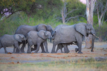 Đàn voi dũng cảm giải cứu tê giác bị sư tử tấn công