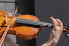 Nhạc sĩ biểu diễn violin, bất ngờ thu hút cả đàn rùa