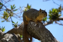 Khả năng ăn thịt và săn chuột đồng của loài Sóc California