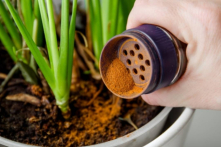 Chuyên gia: Rắc bột quế ngoài vườn có nhiều lợi ích