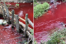 Dòng suối chuyển màu đỏ tại Bình Phước: Công ty giấy làm “rò rỉ chất nhuộm”