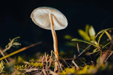 Người thực sự có năng lực sẽ hiểu về ‘định luật nấm’