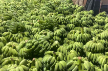 Dự báo giá chuối xanh dịp Tết đắt gấp 2 – 4 lần năm ngoái