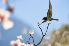 Nếu bạn là một con chim nhạn, vậy thì cứ bay cho thật tốt