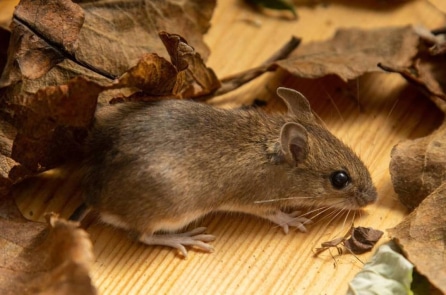 Chuột nghiện ma túy ‘tiêu hủy’ bằng chứng từ tủ đựng đồ của cảnh sát