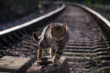 Một chú mèo ưa phiêu lưu tự mình đi tàu hơn 20 km đến London