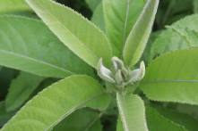 Đại bi – thảo dược quý với 6 bài thuốc dân gian