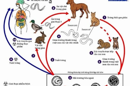 Việt Nam: Mỗi năm, hàng chục ngàn người bị nhiễm giun đũa chó mèo