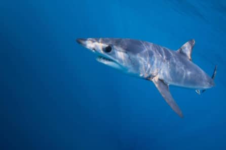 Bãi biển Brazil xuất hiện cá mập bơi nhanh nhất thế giới