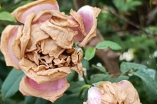 Nỗi khổ đời người