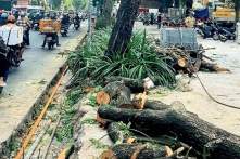 Quận 1 (TP.HCM): Đốn hạ, cắt tán 17 cây lim xẹt do ‘cải tạo vỉa hè làm đứt rễ’