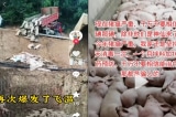 Trung Quốc: Dịch tả lợn châu Phi bùng phát ở nhiều nơi