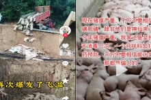 Trung Quốc: Dịch tả lợn châu Phi bùng phát ở nhiều nơi