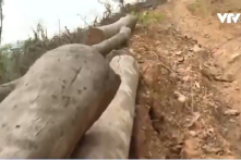 2,55 ha rừng tự nhiên có gỗ quý tại Hạ Long bị phá