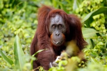 Loài đười ươi quý hiếm của Indonesia sử dụng thảo mộc để chữa lành vết thương