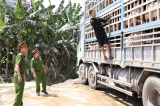 18 tấn lợn mắc dịch tả lợn châu Phi được đưa đi tiêu thụ
