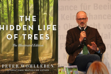 Những bí ẩn của cây qua một người gác rừng