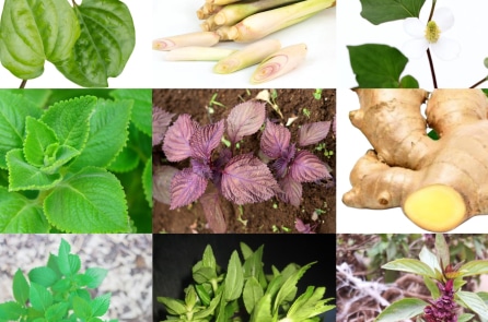 Góc vườn thảo mộc: 9 loại rau gia vị và dược liệu dễ trồng