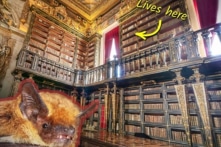 Thư viện 300 năm tuổi tuyệt đẹp sử dụng dơi để diệt trừ sâu bọ phá hoại sách