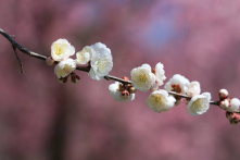 Vì sao mỗi người lại có phản ứng khác nhau khi đối mặt với nghịch cảnh?