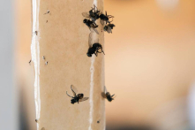 Đặt thứ này ở nhà để xua đuổi ruồi hiệu quả