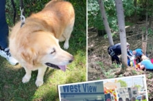 Chú chó giúp người đàn ông thoát khỏi nguy hiểm nhờ hành động “bất thường” này