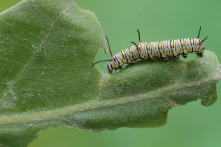 Giữ thứ này trong vườn để ngăn chặn sâu bướm phá hoại cây trồng