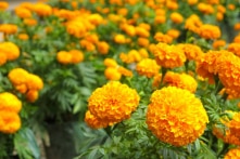 Trồng cây này trong nhà bạn và tất cả những con muỗi sẽ biến mất