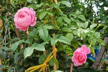 Sống bình thường