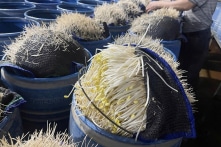 Hàng trăm tấn giá đỗ ngâm chất độc đã bán ra tại Lào Cai