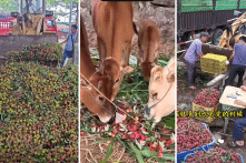 Trung Quốc: Nông dân khóc than khi vải thiều bị vứt làm thức ăn cho bò