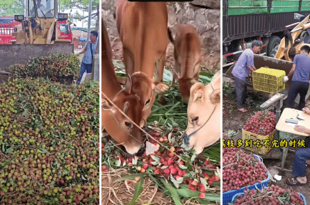Trung Quốc: Nông dân khóc than khi vải thiều bị vứt làm thức ăn cho bò