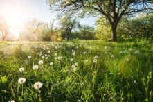 Vương Dương Minh: Nếu cuộc đời quá lạnh lẽo, hãy gieo một mùa xuân trong tim.