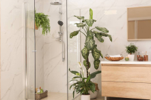 Trồng 4 loại cây cảnh này trong nhà không chỉ đẹp mà còn loại bỏ vi khuẩn nấm mốc